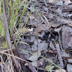 Speculantha rubescens at Point 4081 - suppressed