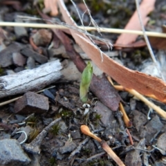 Speculantha rubescens (Blushing Tiny Greenhood) at Aranda Bushland - 14 Mar 2017 by CathB