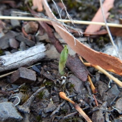 Speculantha rubescens (Blushing Tiny Greenhood) at Aranda Bushland - 13 Mar 2017 by CathB