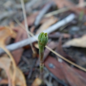 Speculantha rubescens at Aranda, ACT - suppressed