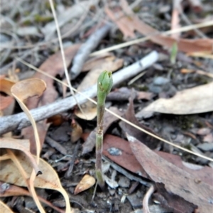 Speculantha rubescens at Aranda, ACT - suppressed