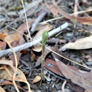 Speculantha rubescens at Aranda, ACT - 14 Mar 2017