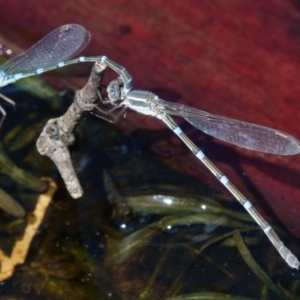 Austrolestes leda at Sutton, NSW - 13 Mar 2017 01:54 PM