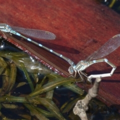 Austrolestes leda at Sutton, NSW - 13 Mar 2017 01:54 PM