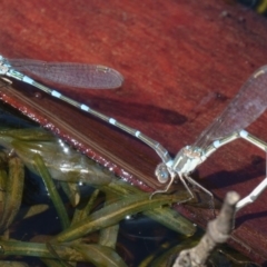 Austrolestes leda at Sutton, NSW - 13 Mar 2017 01:54 PM