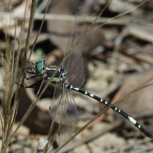 Parasynthemis regina at Sutton, NSW - 13 Mar 2017