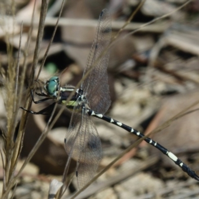 Parasynthemis regina (Royal Tigertail) at Mulligans Flat - 13 Mar 2017 by CedricBear