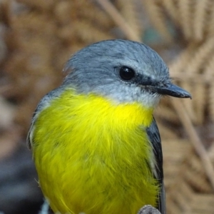 Eopsaltria australis at Paddys River, ACT - 3 Mar 2017