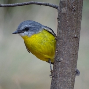 Eopsaltria australis at Paddys River, ACT - 3 Mar 2017