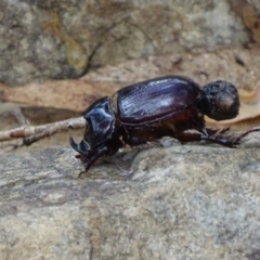 Dasygnathus sp. (genus) (Rhinoceros beetle) at Paddys River, ACT - 2 Mar 2017 by roymcd