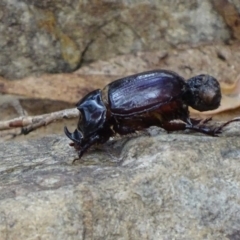 Dasygnathus sp. (genus) (Rhinoceros beetle) at Paddys River, ACT - 3 Mar 2017 by roymcd