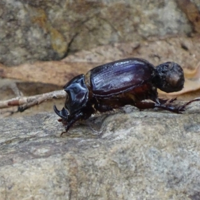 Dasygnathus sp. (genus) (Rhinoceros beetle) at Paddys River, ACT - 2 Mar 2017 by roymcd