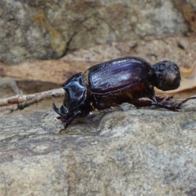 Dasygnathus sp. (Rhinoceros beetle) at Paddys River, ACT - 2 Mar 2017 by roymcd