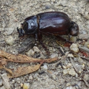 Dasygnathus sp. (genus) at Paddys River, ACT - 3 Mar 2017 09:25 AM