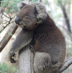 Phascolarctos cinereus (Koala) at Paddys River, ACT - 3 Mar 2017 by roymcd