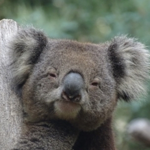 Phascolarctos cinereus at Paddys River, ACT - suppressed