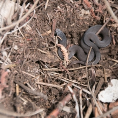 Drysdalia coronoides (White-lipped Snake) at Namadgi National Park - 14 Mar 2017 by SWishart