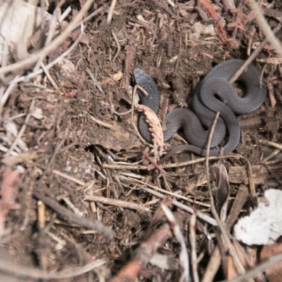 Drysdalia coronoides (White-lipped Snake) at Booth, ACT - 14 Mar 2017 by SWishart