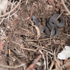 Drysdalia coronoides at Booth, ACT - 14 Mar 2017 12:55 PM