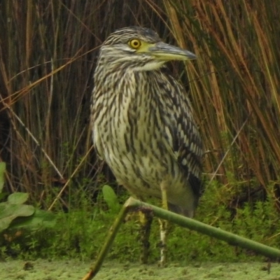 Nycticorax caledonicus (Nankeen Night-Heron) at Bruce, ACT - 14 Mar 2017 by JohnBundock