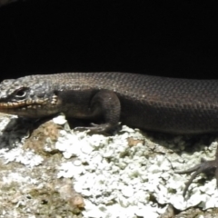 Egernia saxatilis (Black Rock Skink) at Namadgi National Park - 13 Mar 2017 by JohnBundock