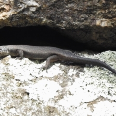 Egernia saxatilis at Tennent, ACT - 14 Mar 2017