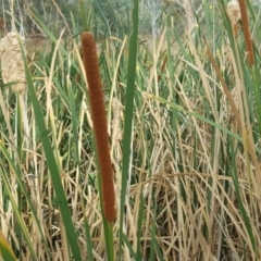 Typha sp. (Cumbungi) at O'Malley, ACT - 13 Mar 2017 by Mike