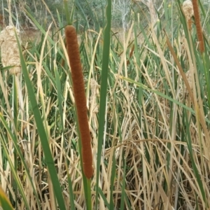 Typha sp. at O'Malley, ACT - 13 Mar 2017