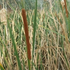 Typha sp. (Cumbungi) at Mount Mugga Mugga - 13 Mar 2017 by Mike