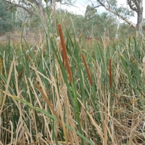 Typha sp. at O'Malley, ACT - 13 Mar 2017