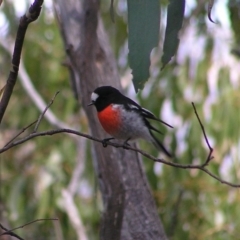Petroica boodang (Scarlet Robin) at Cotter River, ACT - 13 Mar 2017 by MatthewFrawley