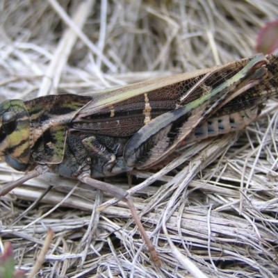 Gastrimargus musicus (Yellow-winged Locust or Grasshopper) at Cotter River, ACT - 13 Mar 2017 by MatthewFrawley