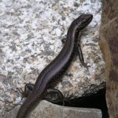 Eulamprus tympanum (Southern Water Skink) at Cotter River, ACT - 13 Mar 2017 by MatthewFrawley