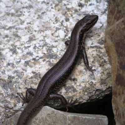 Eulamprus tympanum (Southern Water Skink) at Namadgi National Park - 13 Mar 2017 by MatthewFrawley