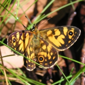 Oreixenica latialis at Cotter River, ACT - suppressed