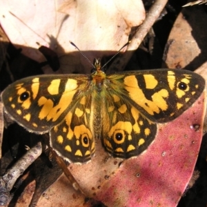 Oreixenica lathoniella at Cotter River, ACT - 13 Mar 2017