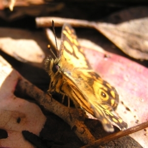 Oreixenica lathoniella at Cotter River, ACT - 13 Mar 2017