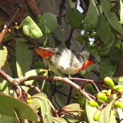 Dicaeum hirundinaceum (Mistletoebird) at Red Hill, ACT - 14 Mar 2017 by roymcd