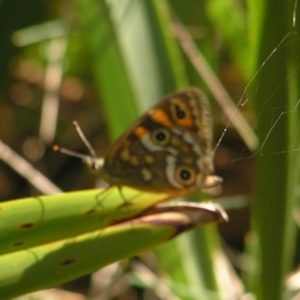 Oreixenica correae at Cotter River, ACT - 13 Mar 2017 12:06 PM