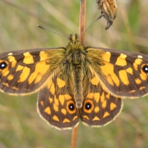 Oreixenica orichora at Cotter River, ACT - 13 Mar 2017