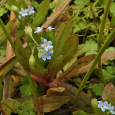 Myosotis laxa subsp. caespitosa (Water Forget-me-not) at Mount Clear, ACT - 8 Mar 2017 by JohnBundock