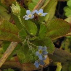 Myosotis laxa subsp. caespitosa at Mount Clear, ACT - 9 Mar 2017 10:24 AM