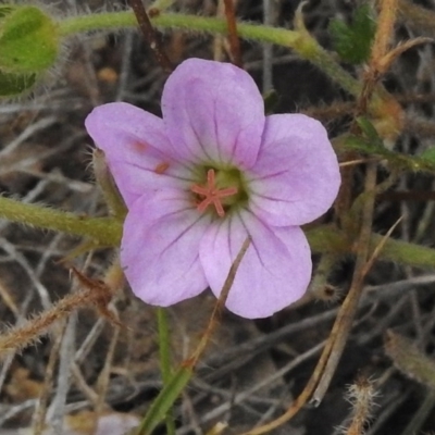 Geranium solanderi (Native Geranium) at Mount Clear, ACT - 9 Mar 2017 by JohnBundock