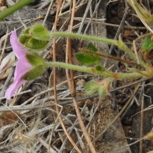 Geranium solanderi at Mount Clear, ACT - 9 Mar 2017 10:49 AM