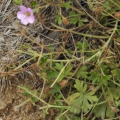 Geranium solanderi at Mount Clear, ACT - 9 Mar 2017 10:49 AM