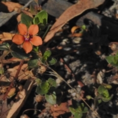 Lysimachia arvensis (Scarlet Pimpernel) at Namadgi National Park - 9 Mar 2017 by JohnBundock