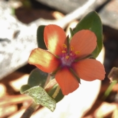 Lysimachia arvensis at Mount Clear, ACT - 9 Mar 2017 02:53 PM