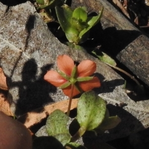 Lysimachia arvensis at Mount Clear, ACT - 9 Mar 2017 02:53 PM