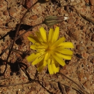 Picris angustifolia at Mount Clear, ACT - 9 Mar 2017 04:02 PM