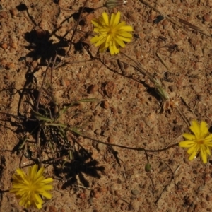 Picris angustifolia at Mount Clear, ACT - 9 Mar 2017